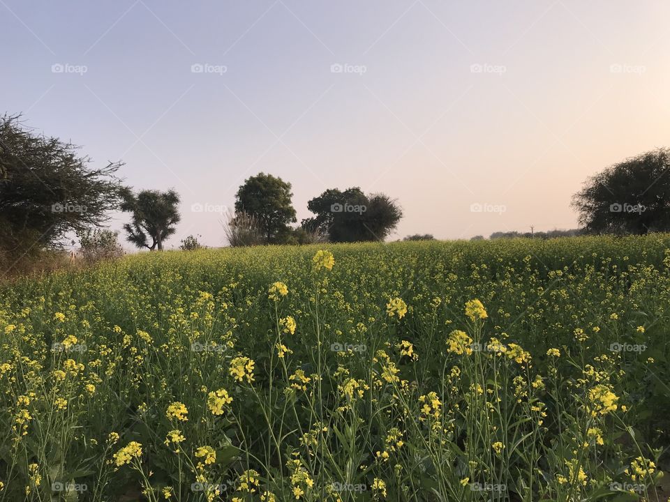 Field, Landscape, Agriculture, No Person, Flower