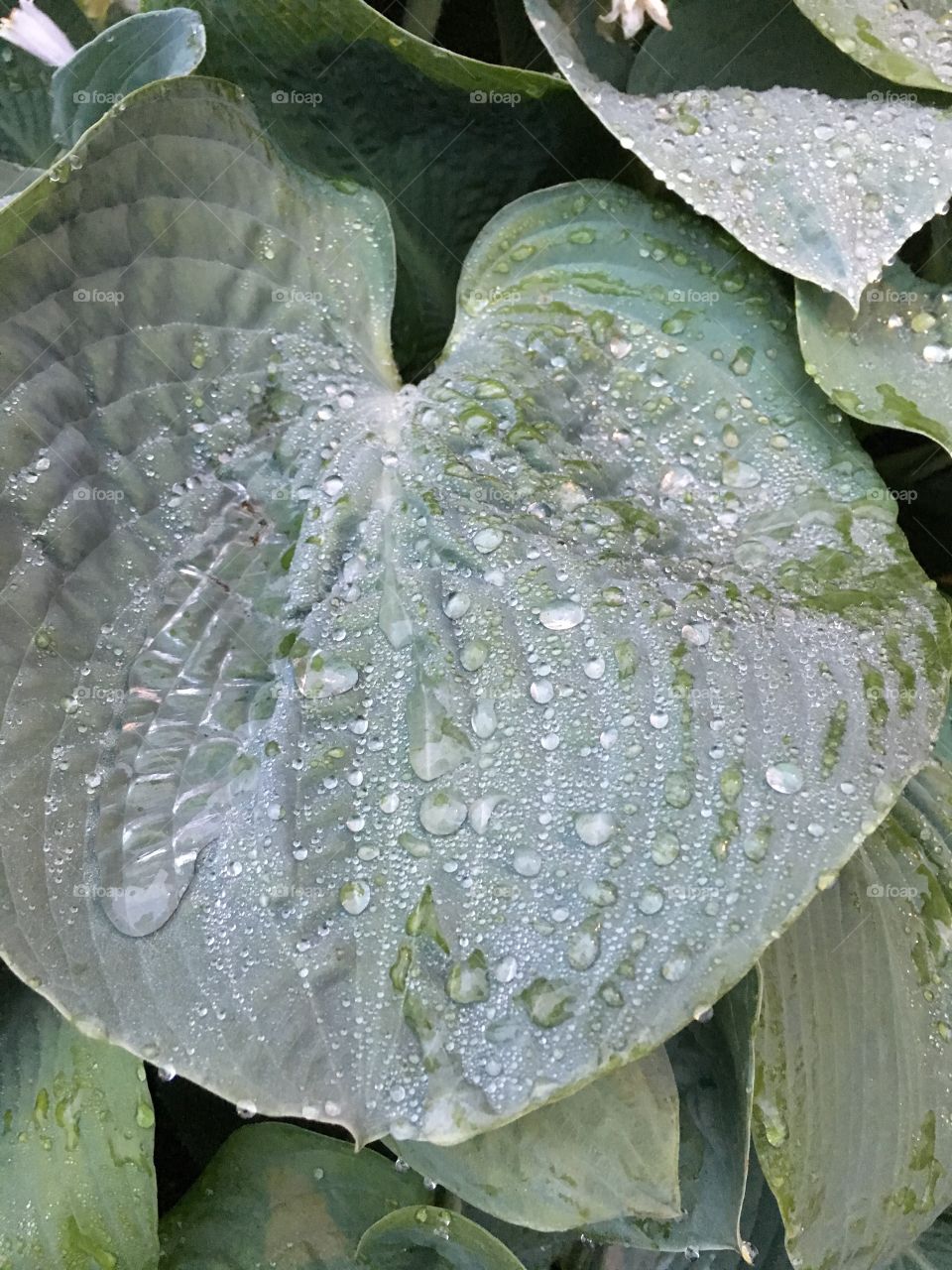 Dew on leaf 