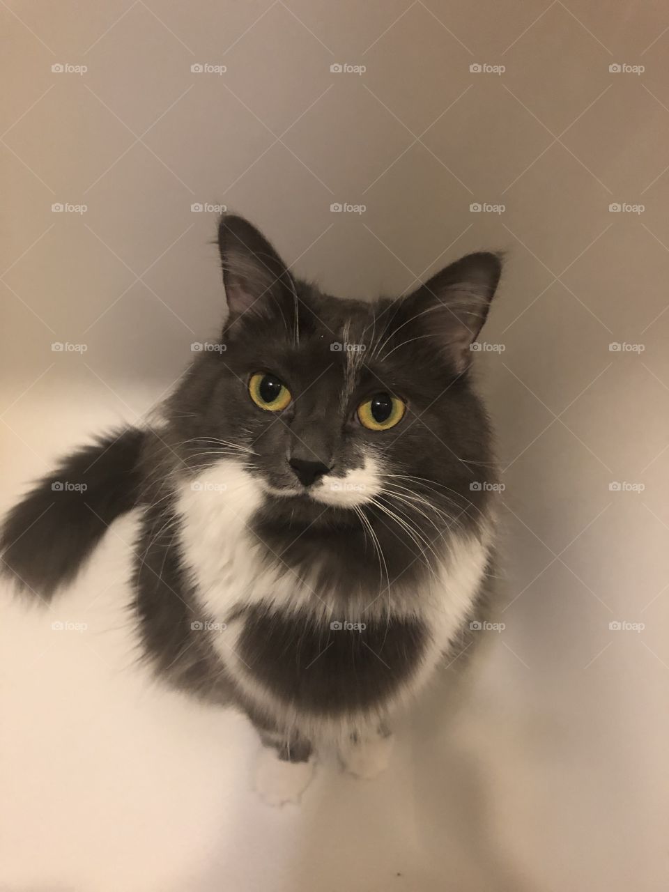 Hi there cat in the bath 