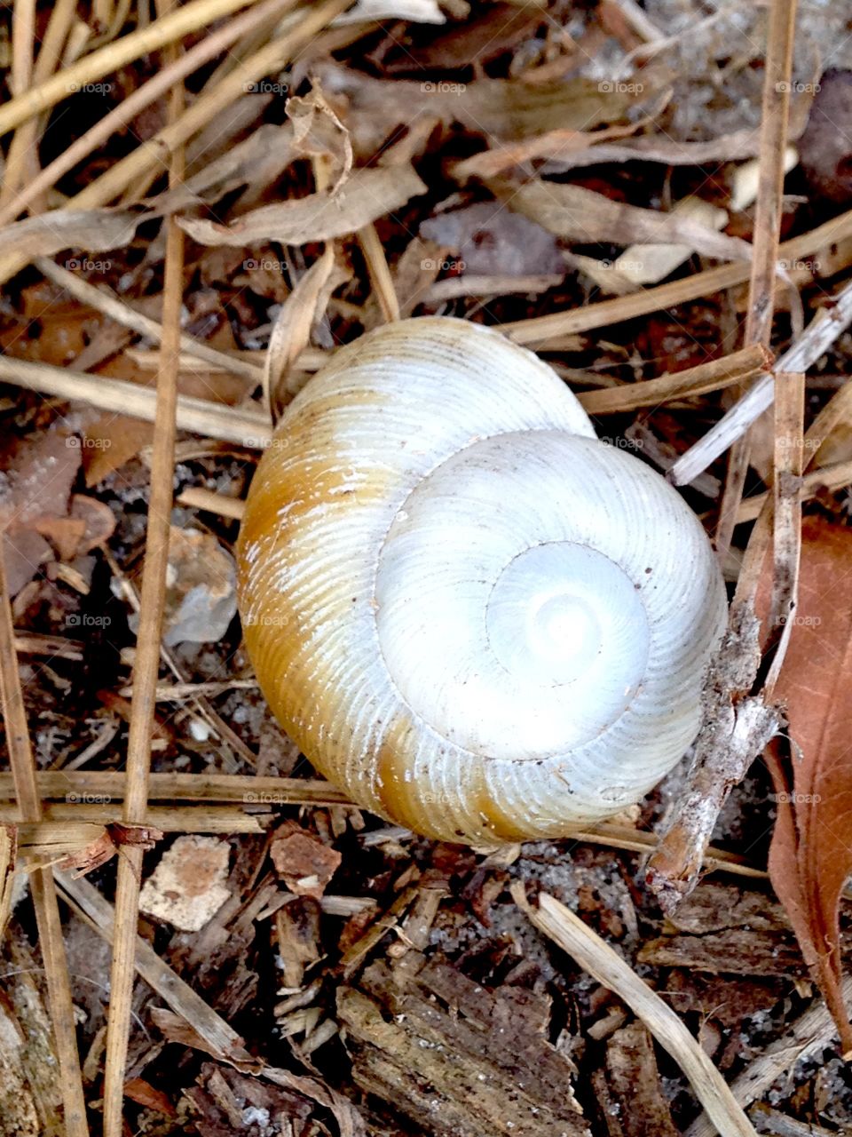 Sea shells 