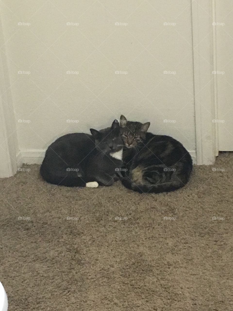 My two cats sleeps together