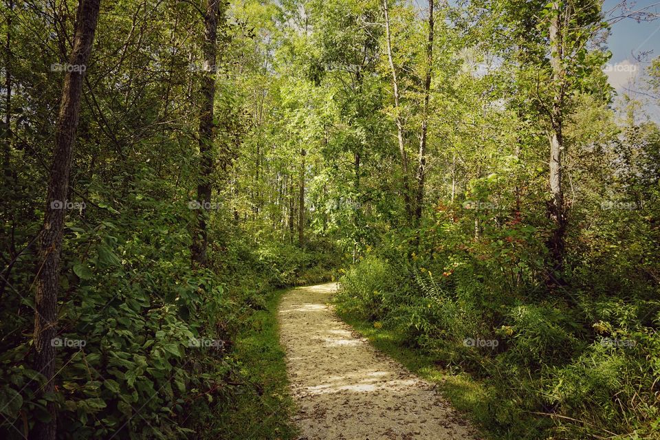 Scenic view of forest