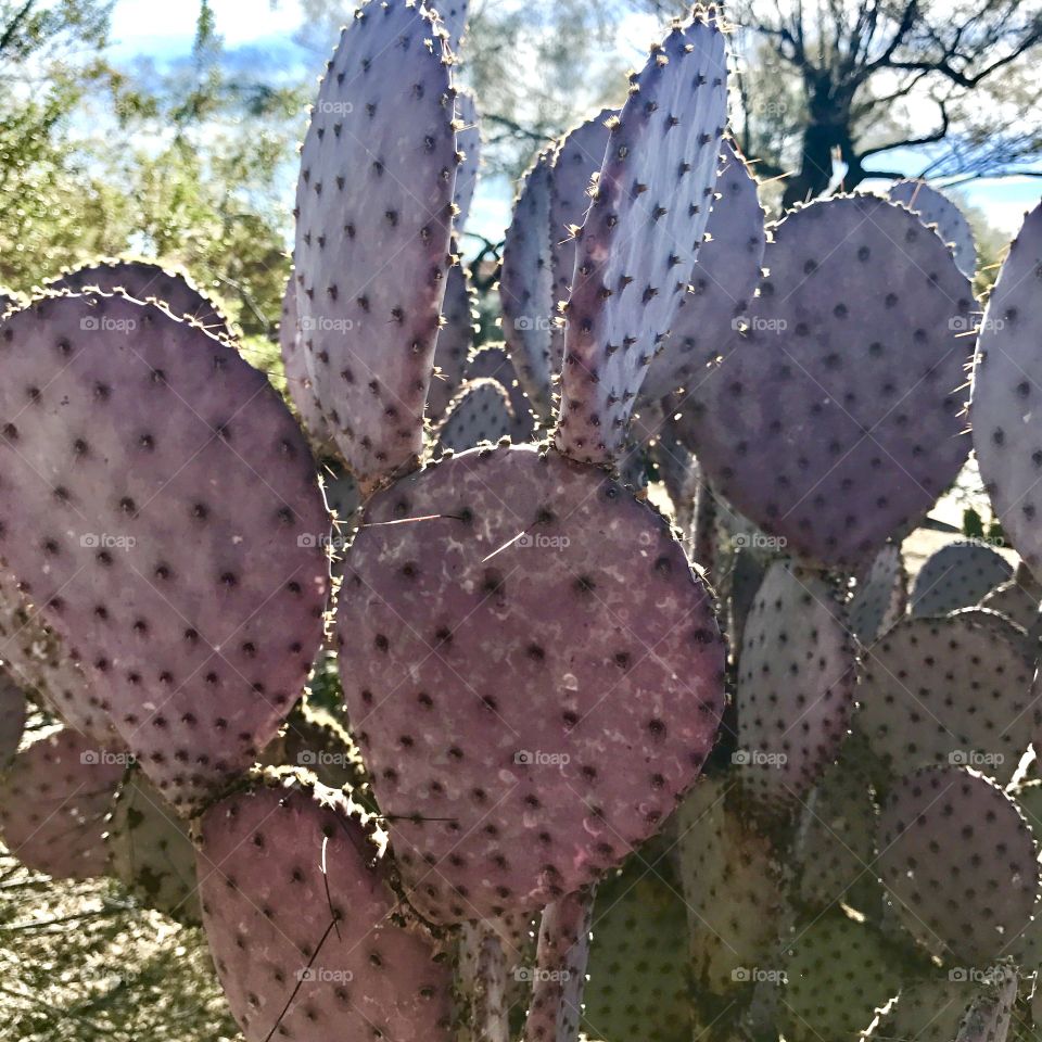 Purple Cactus