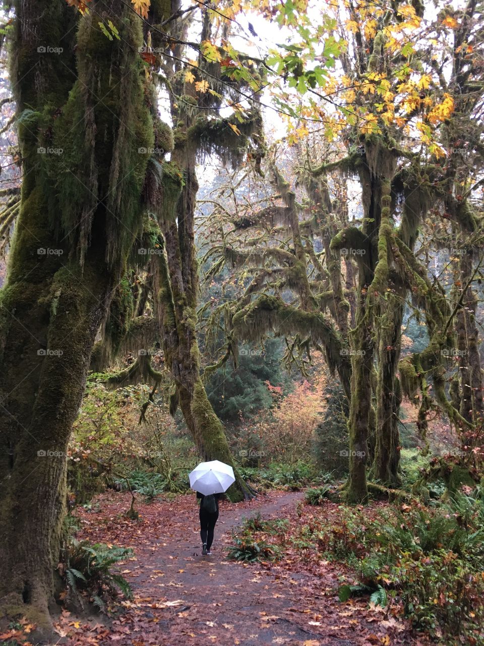 Hiking in the rain 