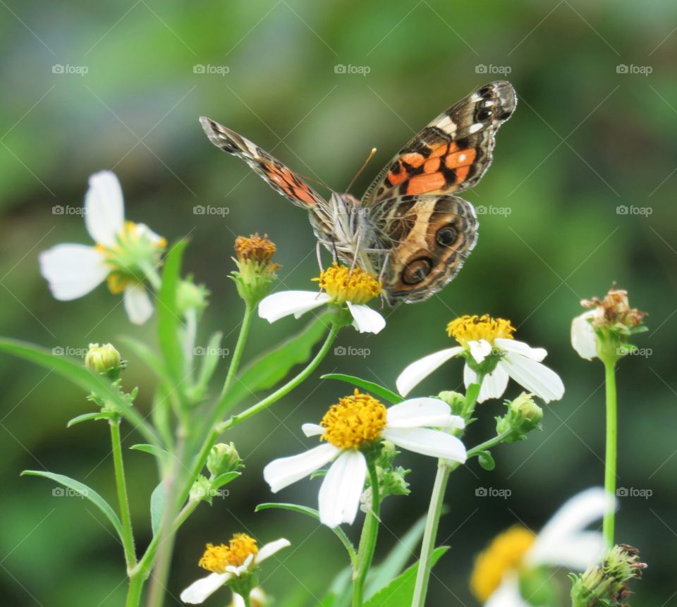 Close-up of American lady
