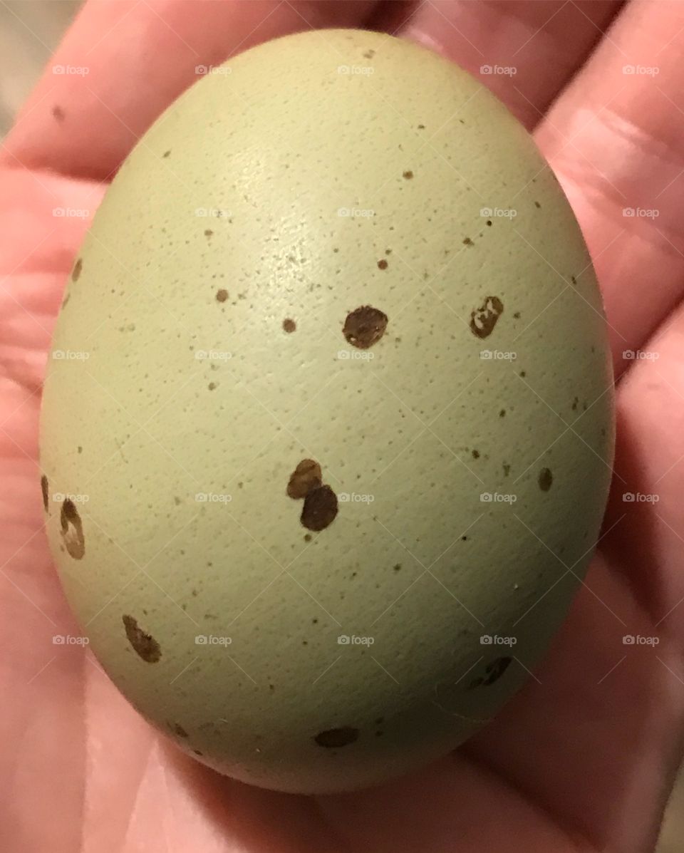 Olive egg