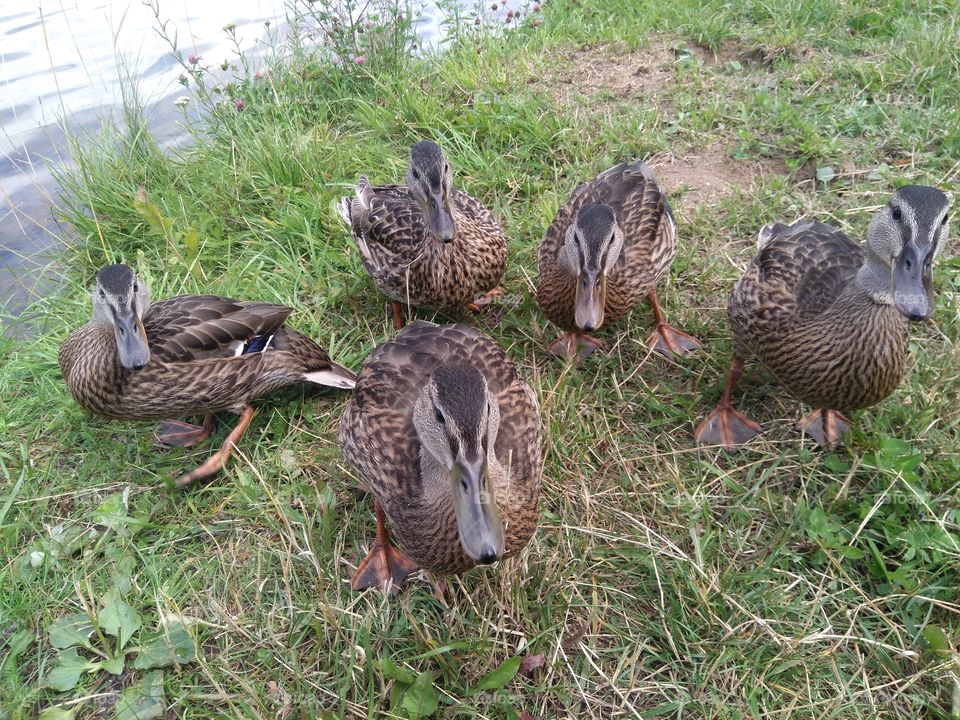 birds ducks family on a green grass lake shore summer time