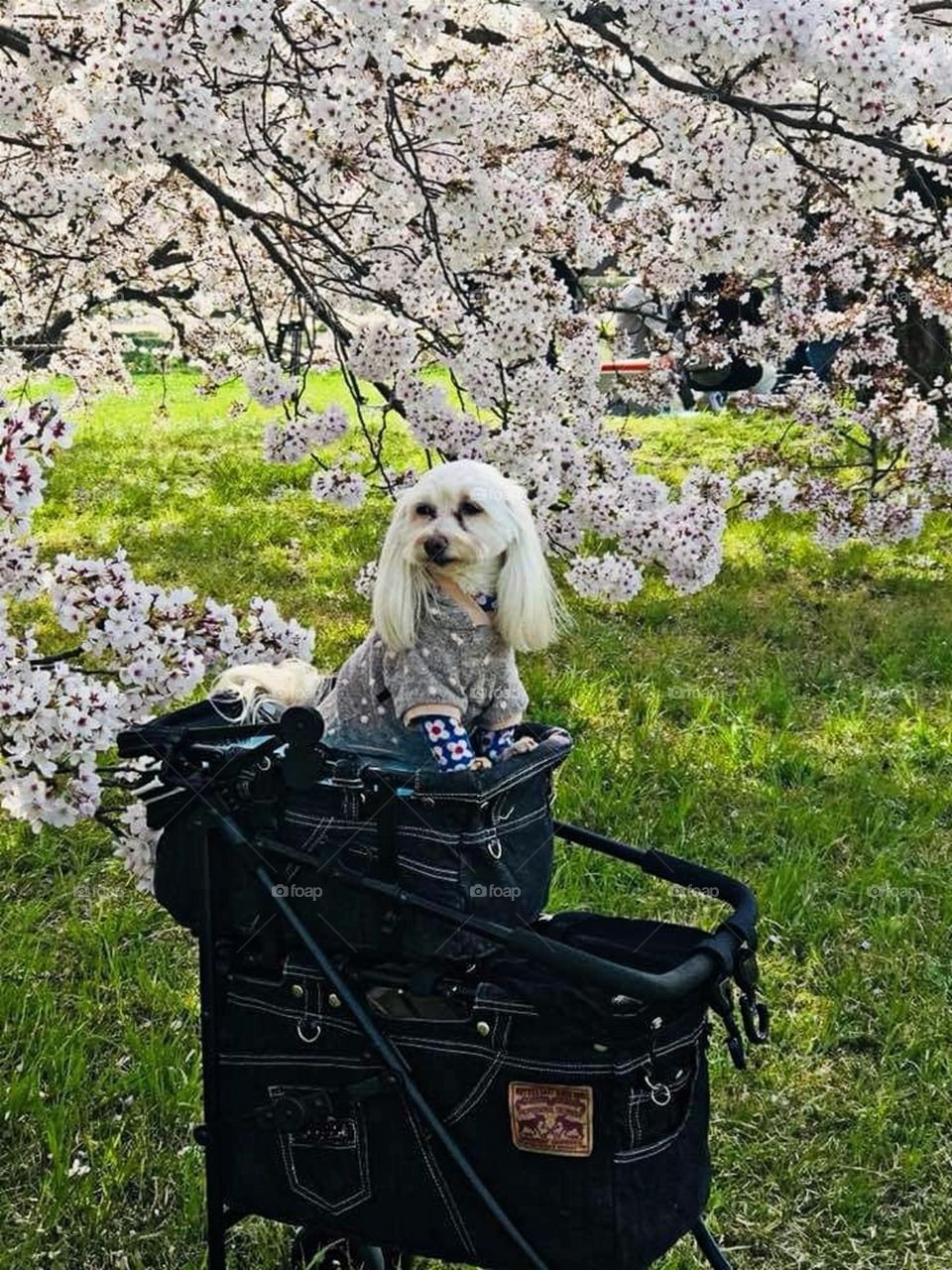 The Cuttest and Most Behaved Dog!