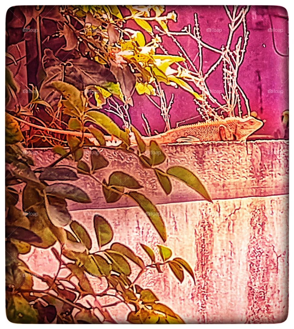 Beauty of the wild animal