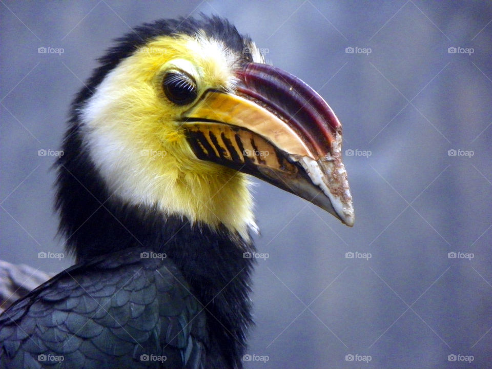 Toucan . toucan head study