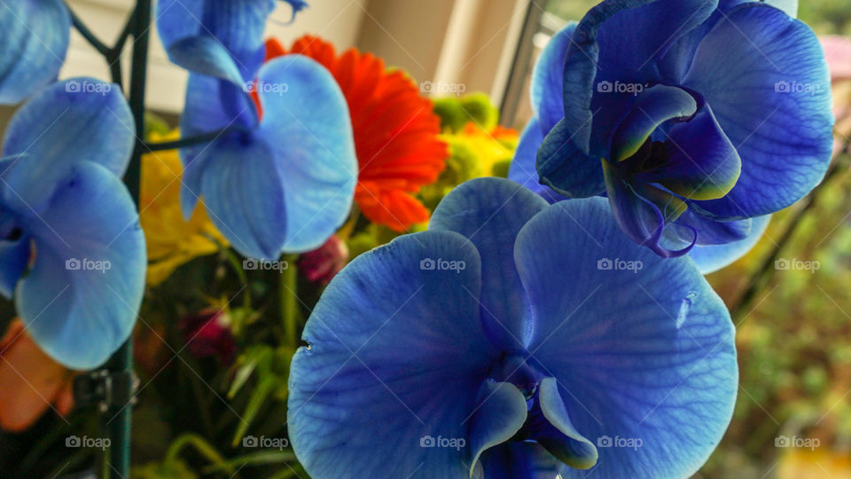 Flowers. Blue orchid.