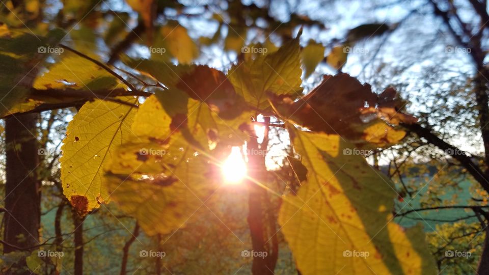 rays through leaf