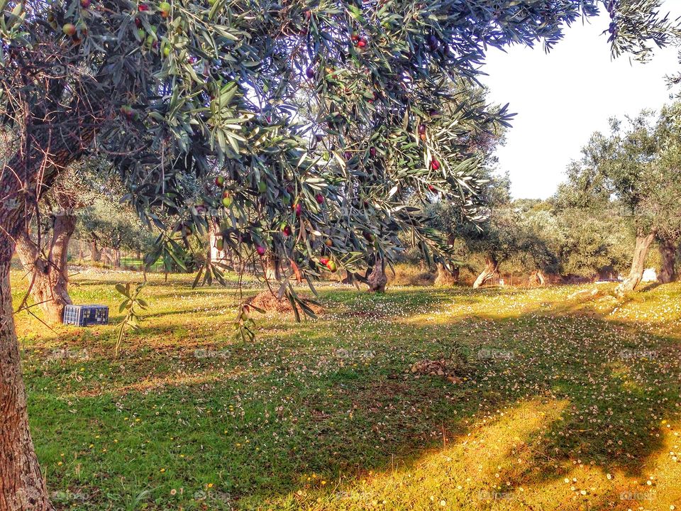 Olive grove