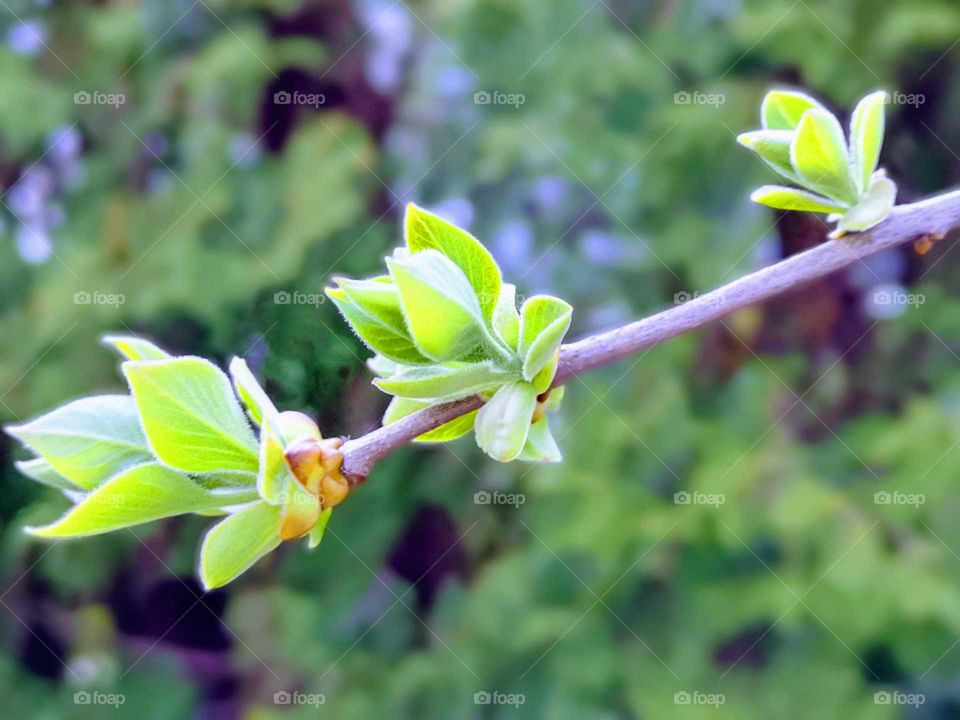 blooming buds of a magnolia tree