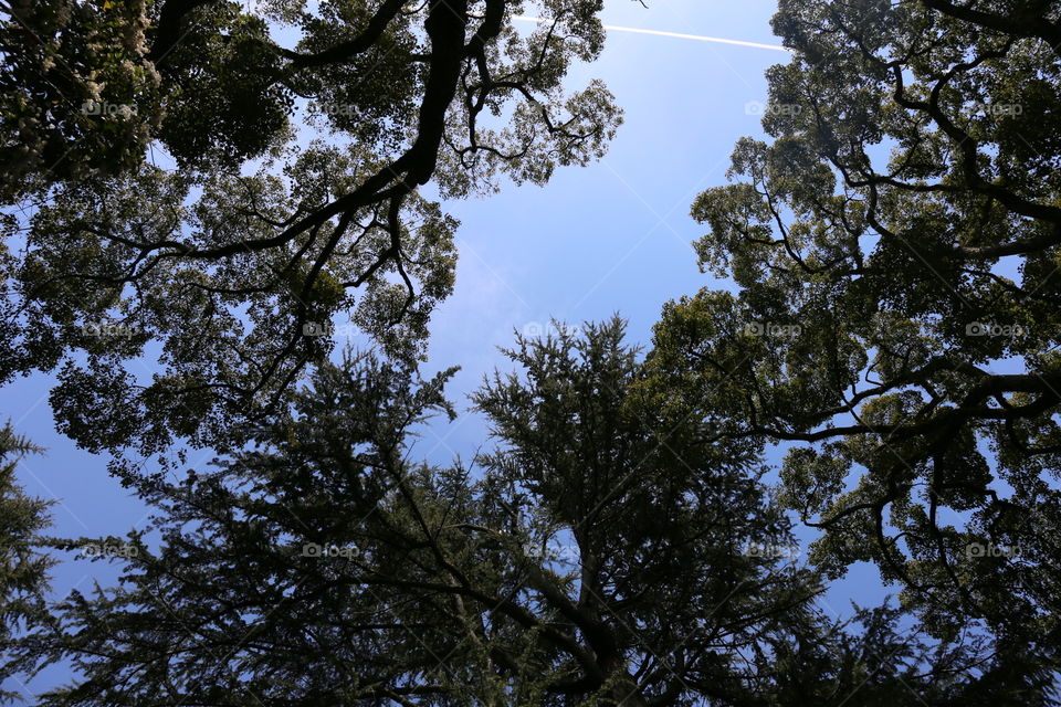 Sky visible from between trees