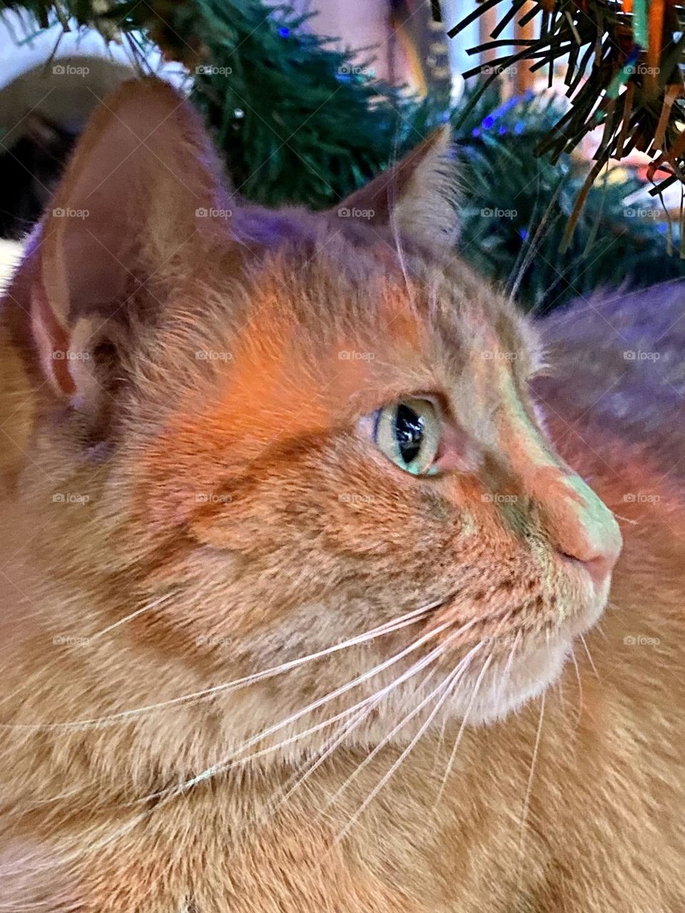 Cat under the Christmas tree 