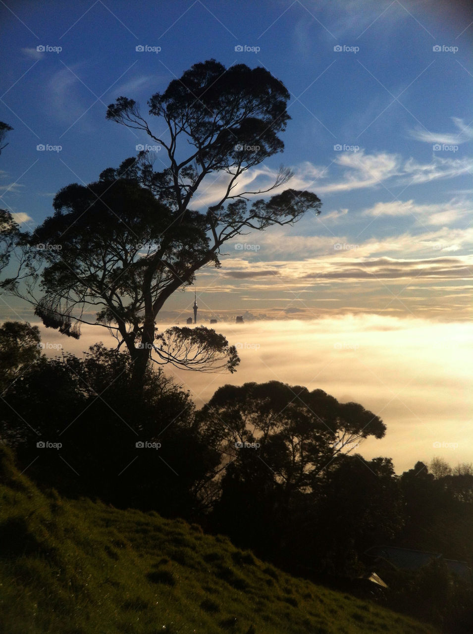 landscape tree clouds building by tomrobbarber