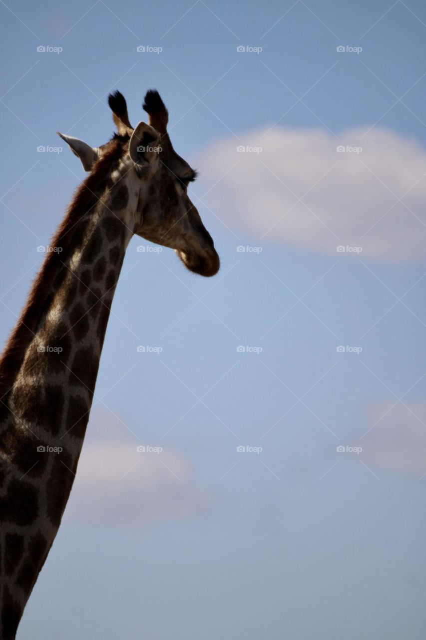 Twiza - Giraffe in Shona 