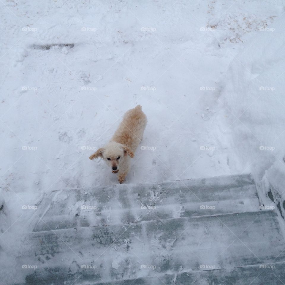 Older Dog Waiting to be Carried Up Stairs
"HOLD ON MAXWELL, I'M COMING"

In the snow, white everywhere, my white poodle Maxwell waits to be carried up the stairs. He has a bad back & eyes & can't do it by himself. He's older now so on his own he waits for help!🐾😍