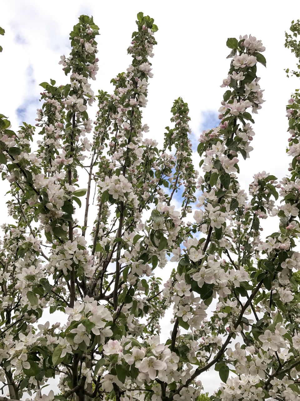 Spring apple tree in blossom.