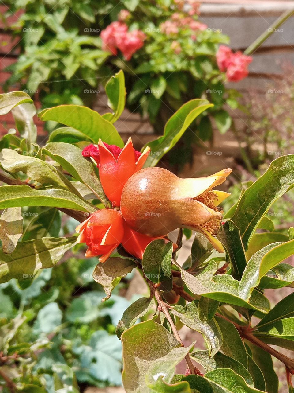 pomegranate growing