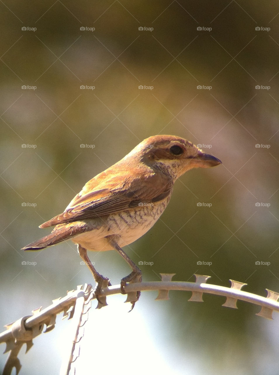 bird brown israel shrike by yonideporto