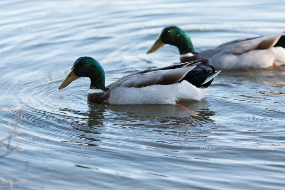 Duck, Bird, Waterfowl, Mallard, Wildlife