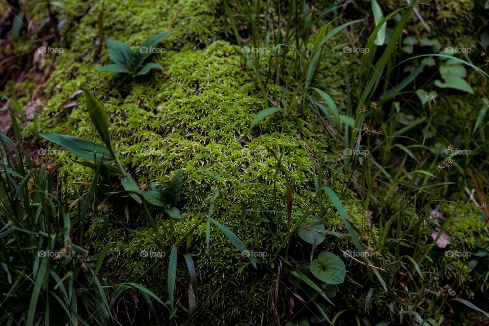 Moss in deep forest next to river