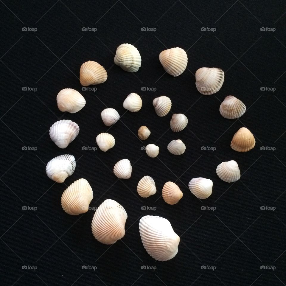 Shells 