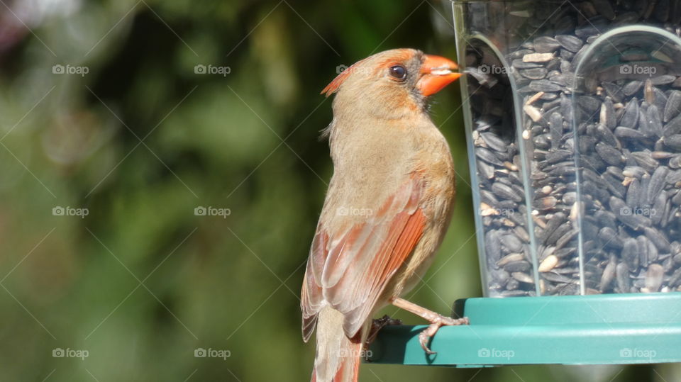 pretty female cardinal