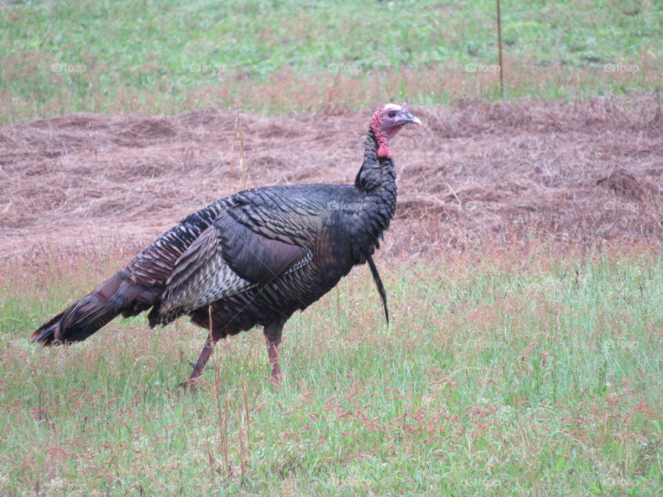 Turkey walking