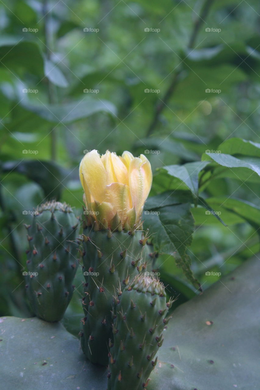 Cluster of Prickly Pear Cactus with a Yellow Flower Blooming 