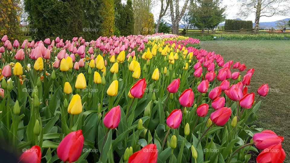 Tulip Time