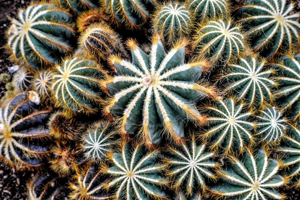 Cactuses . Cactuses at Beijing's Botanical Garden