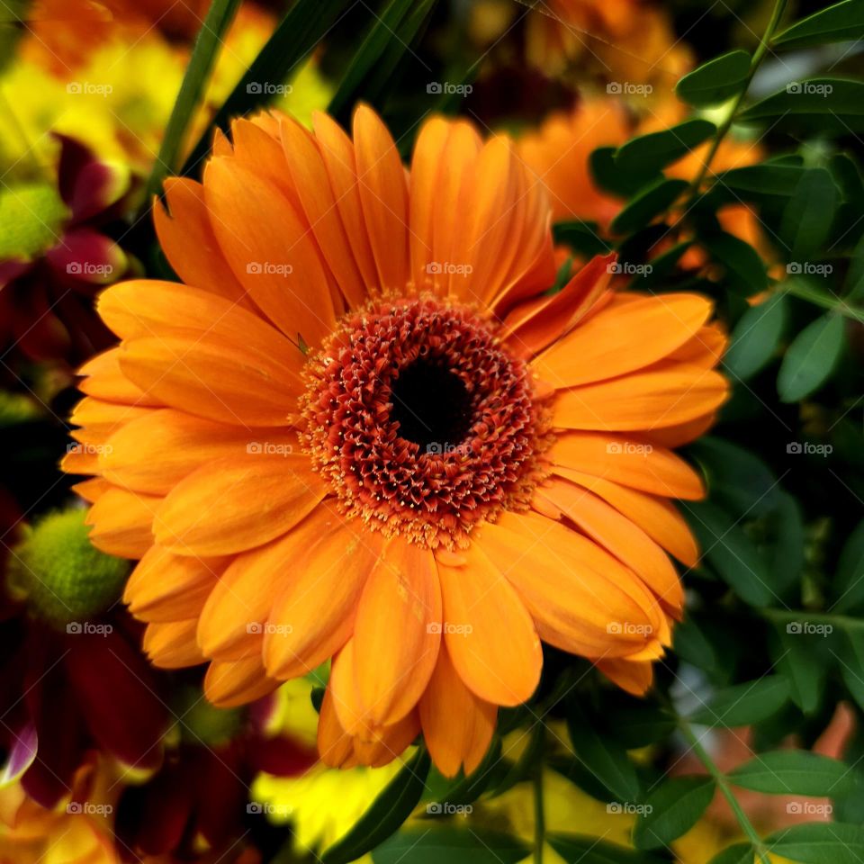 The Dream of a Flower