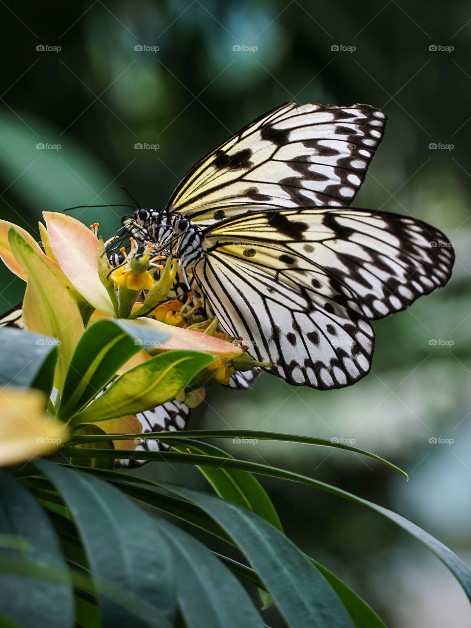 Two Tree Nymph on yellow flower 