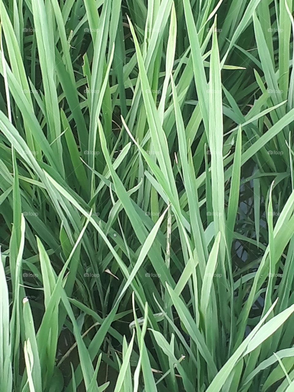 Purdy filled in Indian village