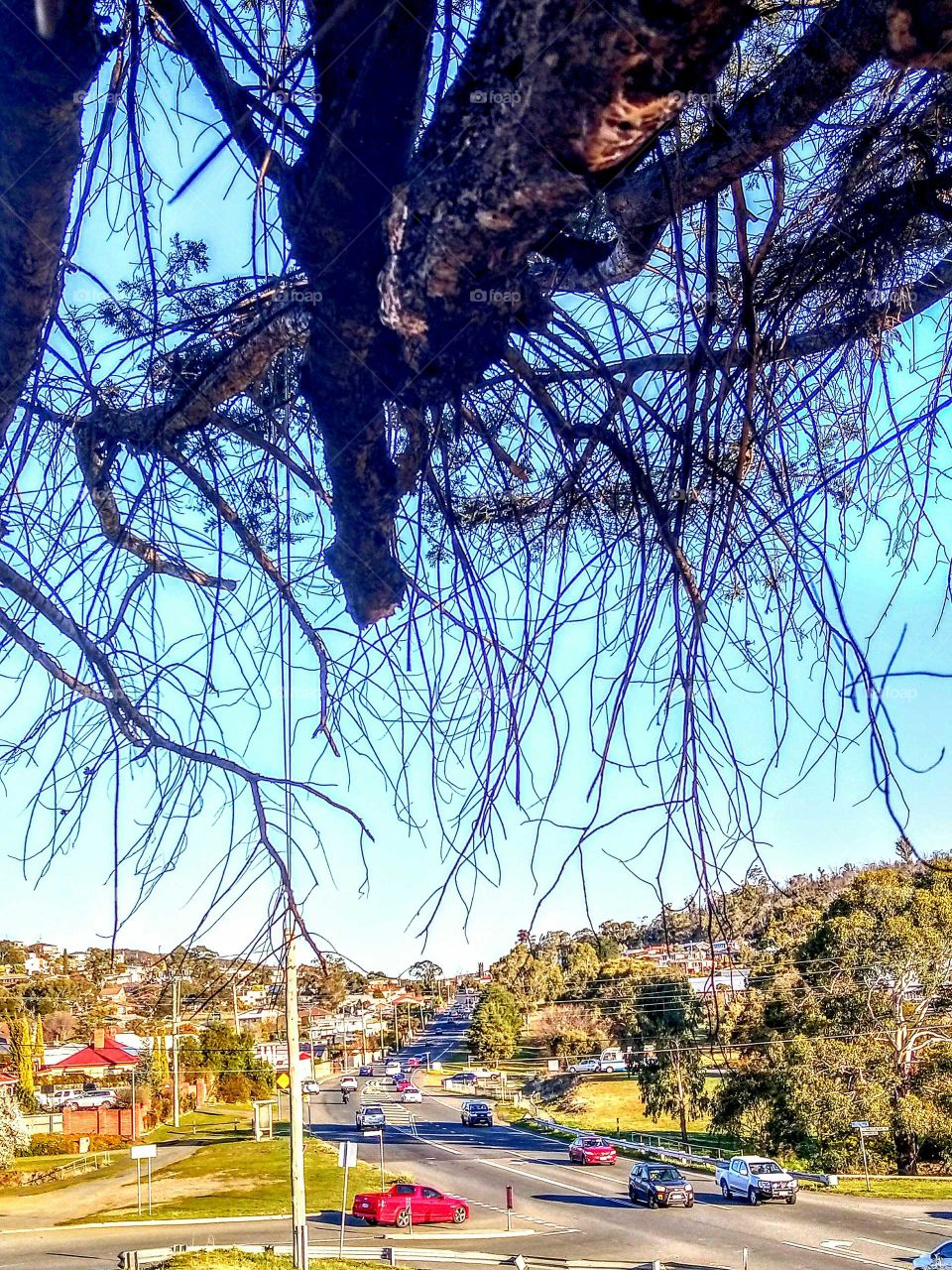 tree branches / Highway intersection