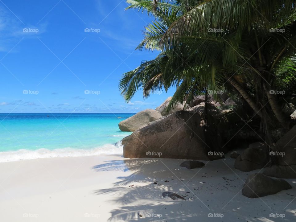 Shadow of palm tree on sand