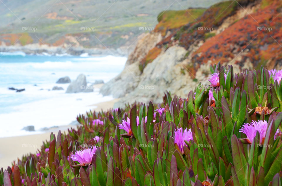 Wild flowers alone the Californian coastline