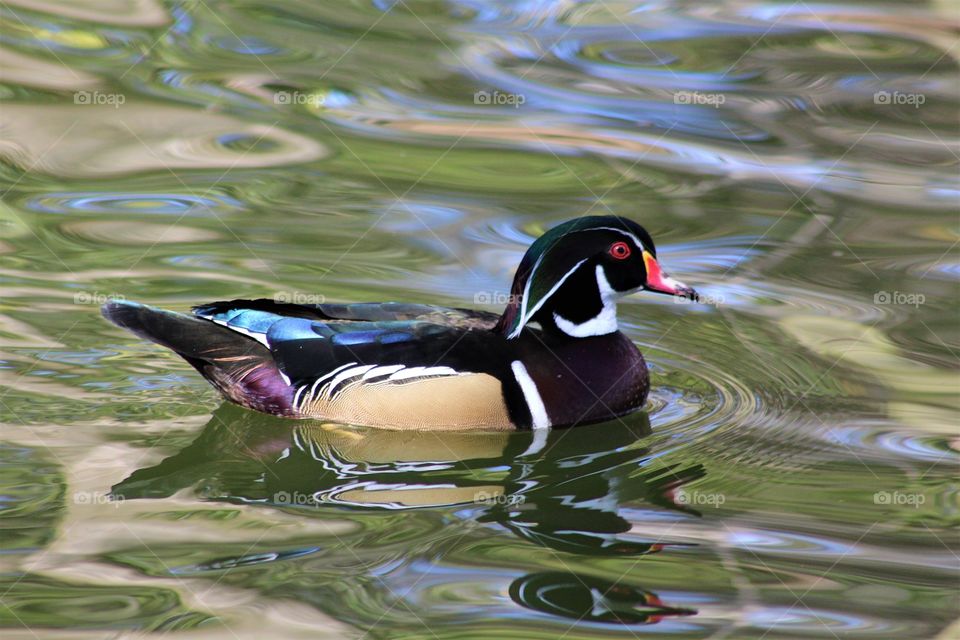 Wood Duck