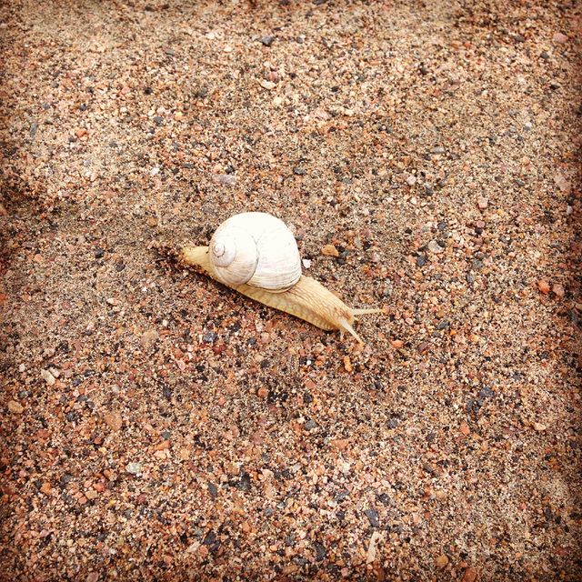Snail crossing