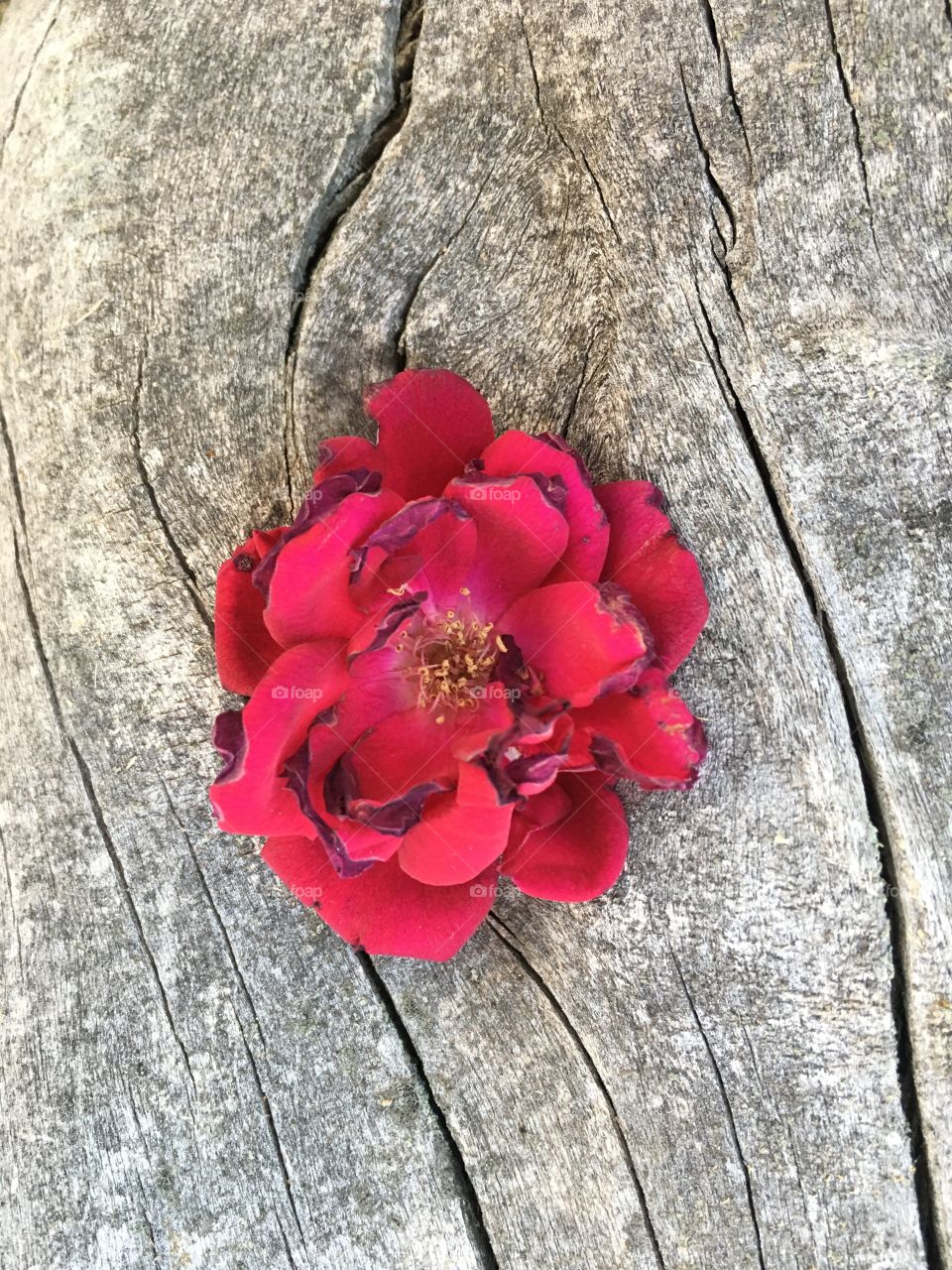 Rose and wood