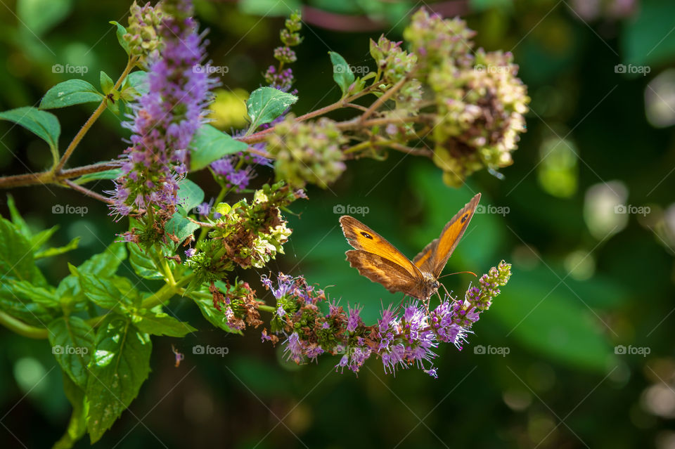 Gatekeeper butterfly. Pyronia Tithonus also Hedge Brown.