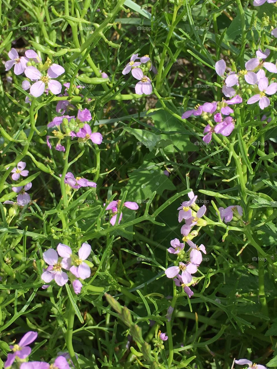 Light purple and green