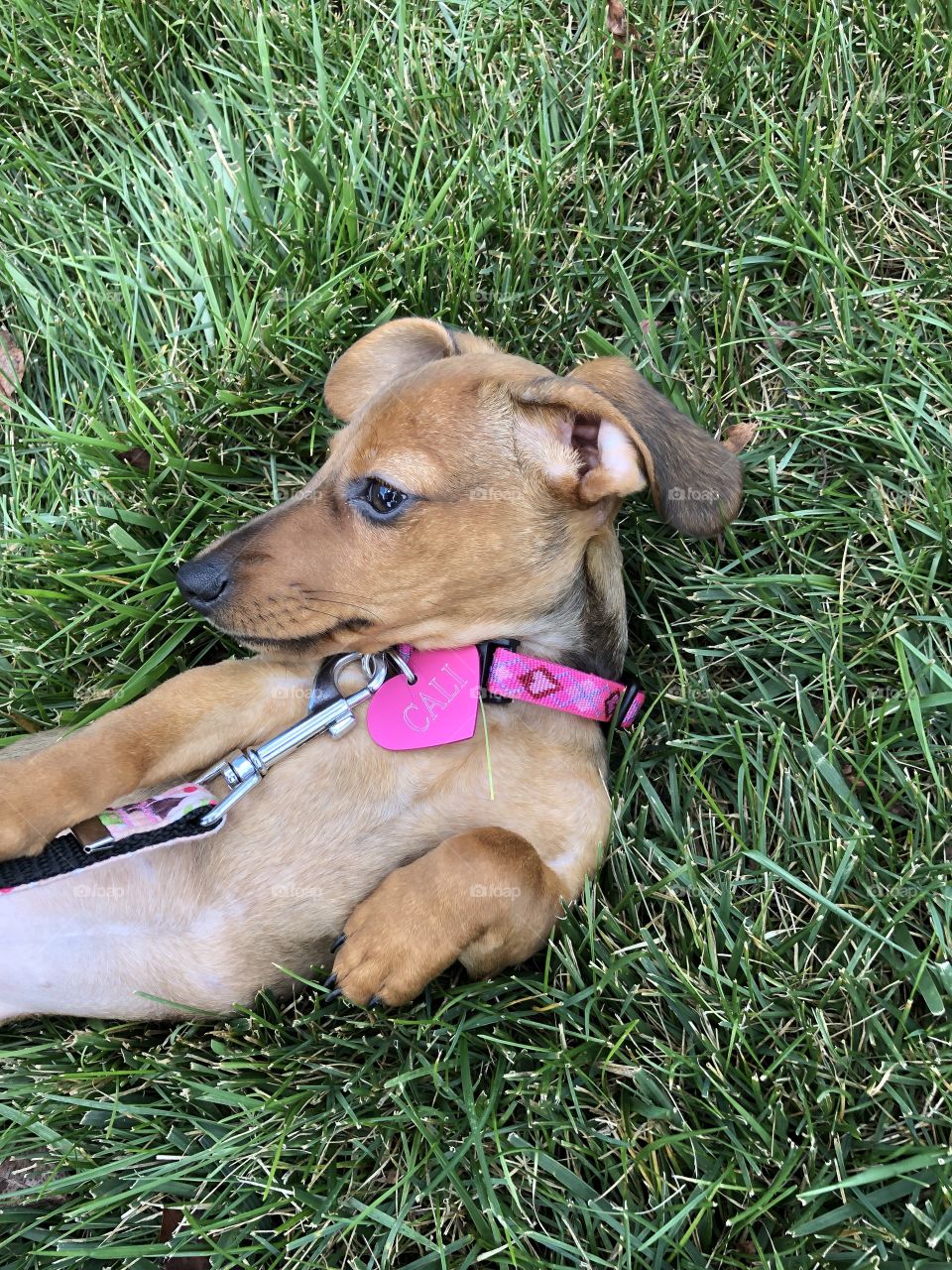Dachshund puppy playing in grass