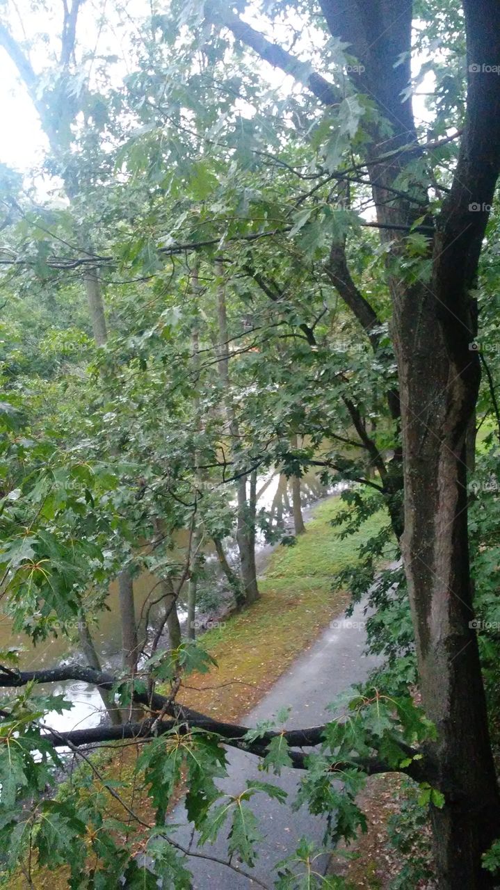 Tree, Nature, Wood, Leaf, Landscape