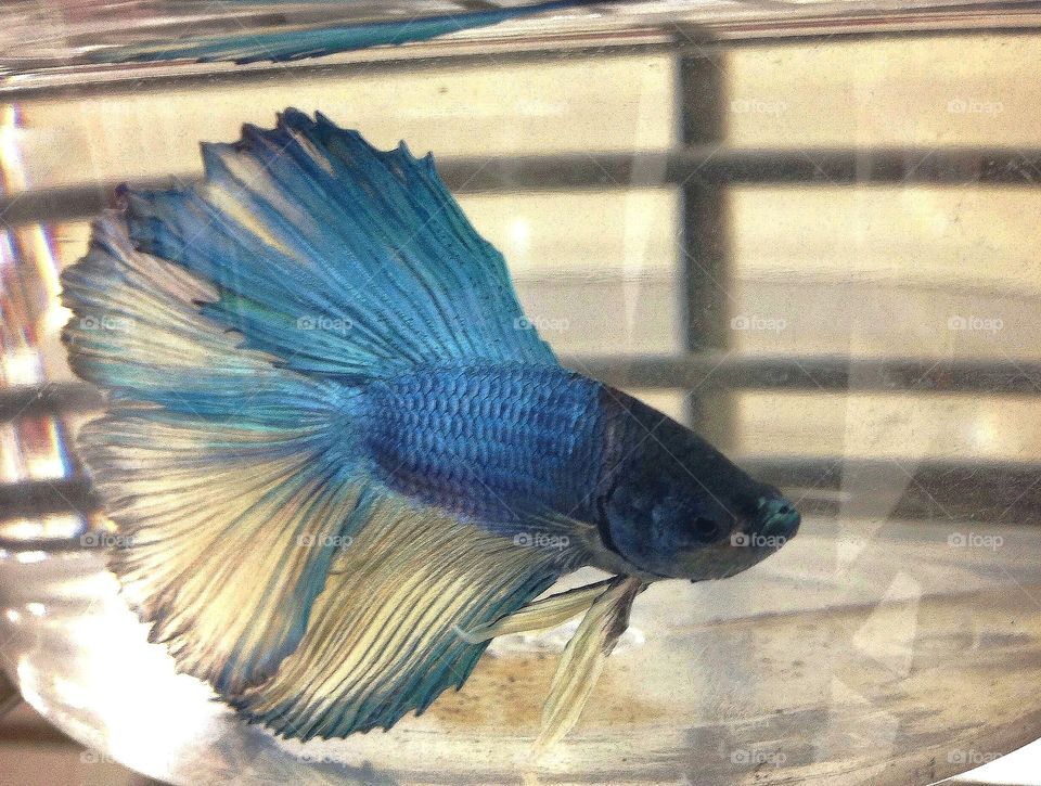 Paradise betta with cute bright lips