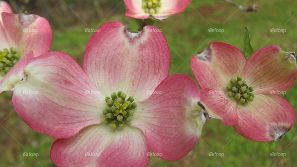 High angle view of pink dogwoods blossom