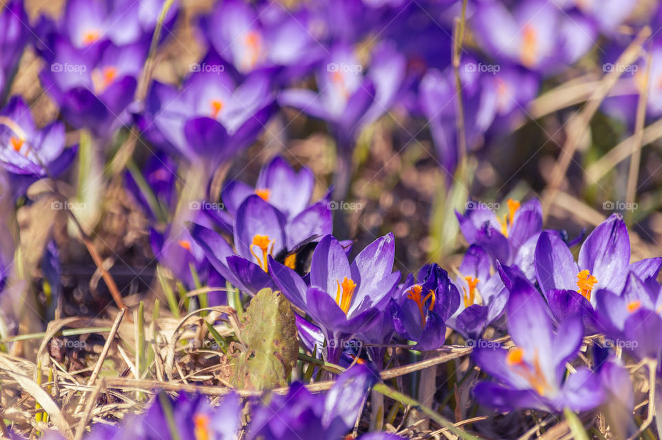 Crocuses